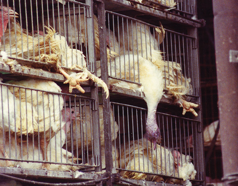 Turkeys in Transport Cage