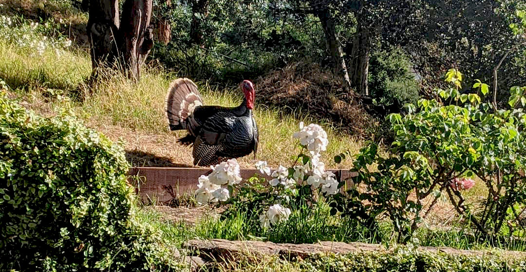 Gerald the turkey in the Rose Garden