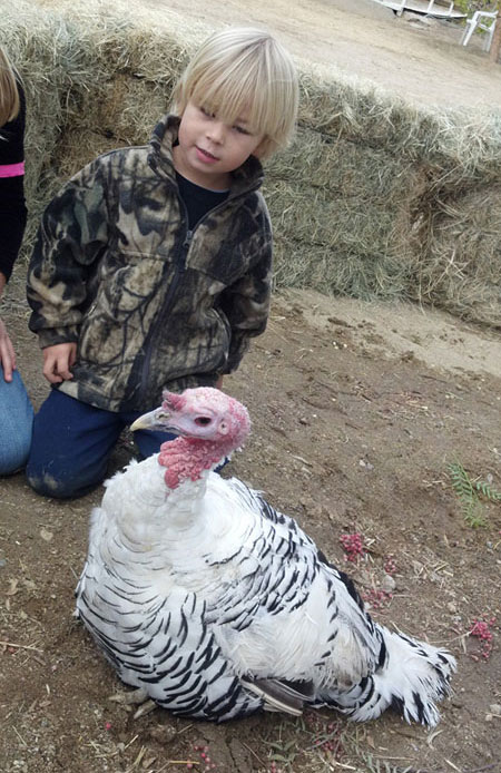 jonah gentle barn