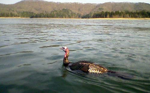 turkey swimming