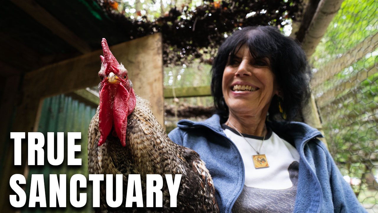 True Sanctuary With Karen Davis