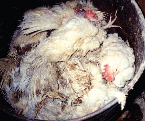 Chickens in trash dead and alive.