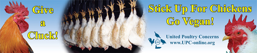 Give a Cluck Ad on Bus