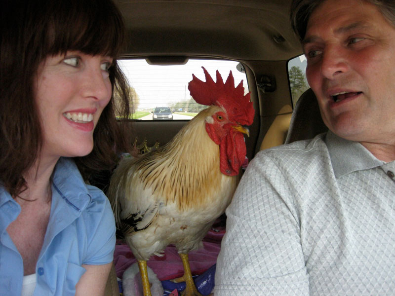 henny penny rooster