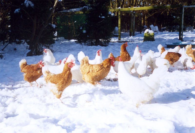 UPC Chickens Enjoy Holiday Snow in December 2004
