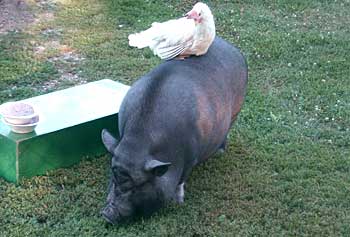 Baby & Snuffy