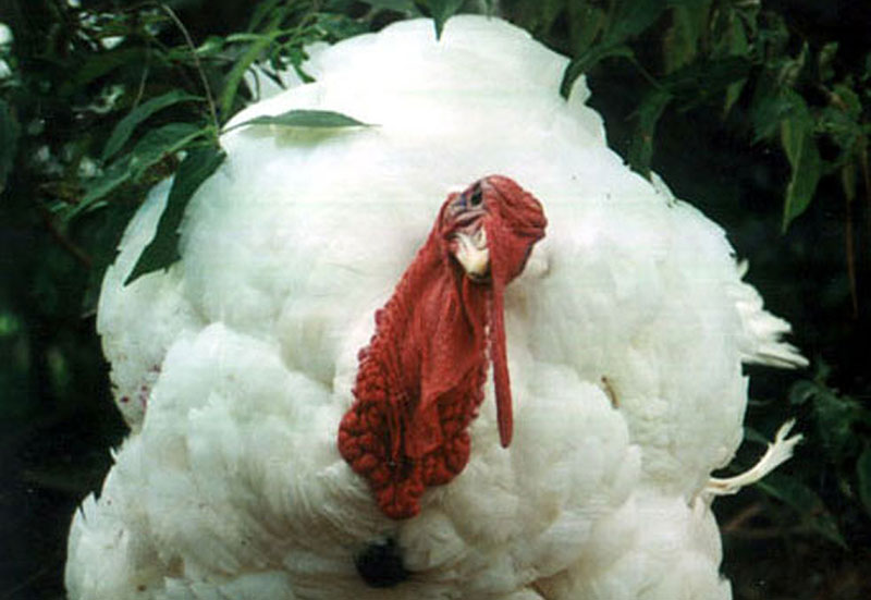 Boris the Turkey