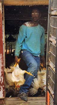 Chicken Catcher