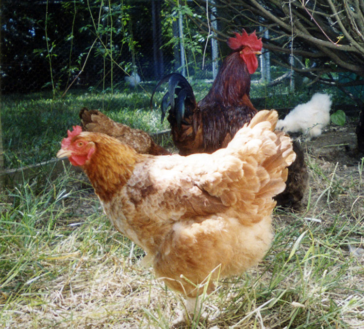 A Story of Eight Chickens