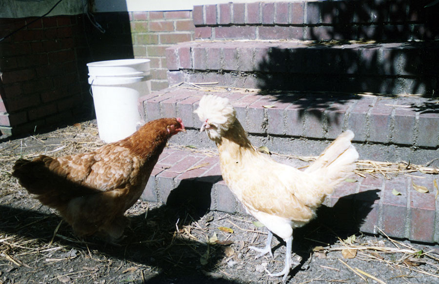 A Story of Eight Chickens