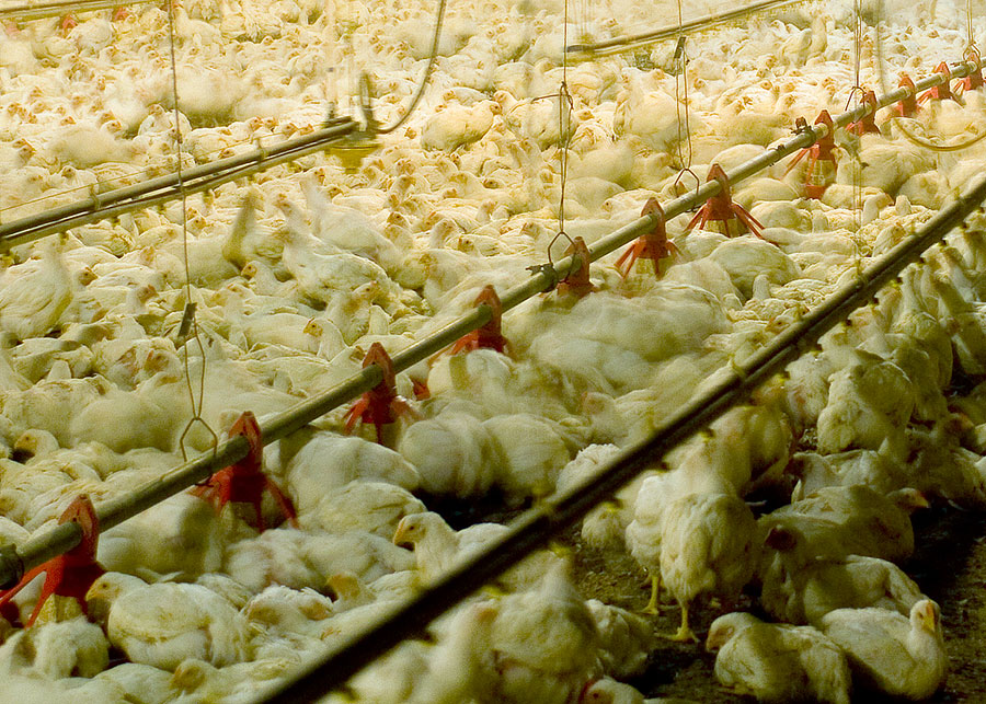 Modern chicken house in Delaware, 2006