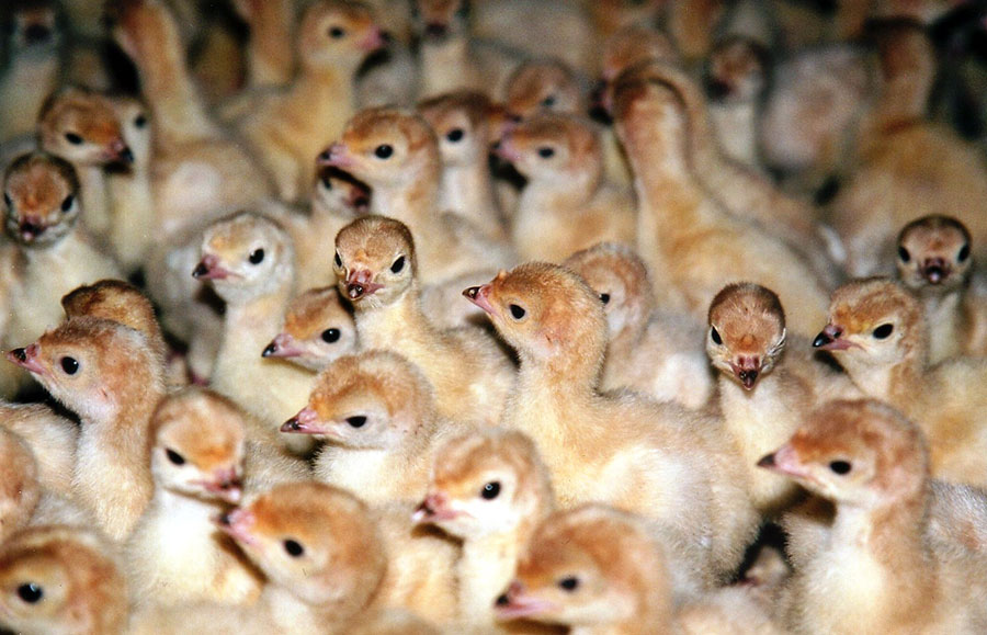 “Free-range organic” young turkeys at Diestel Turkey Ranch