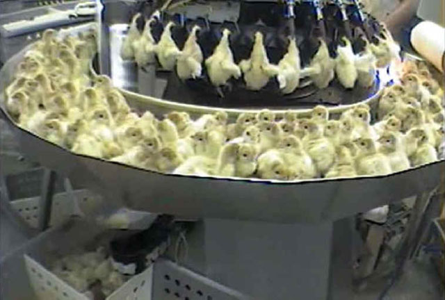 baby turkeys on laser debeaking carousel