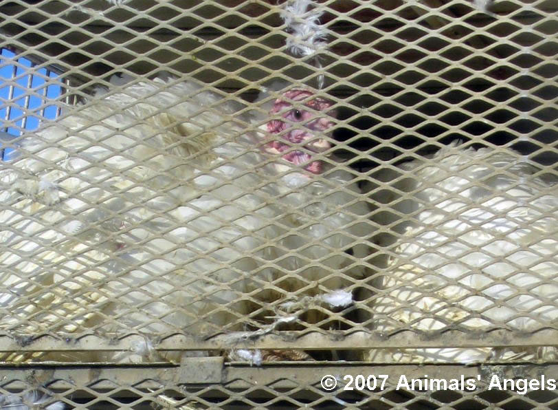 A Mother Turkey and Her Young