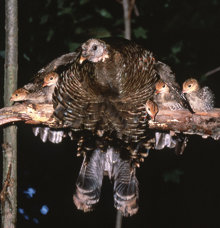 A Mother Turkey and Her Young