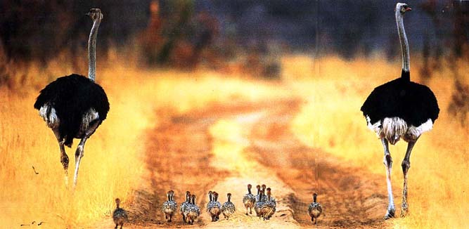 African ostriches with their young.