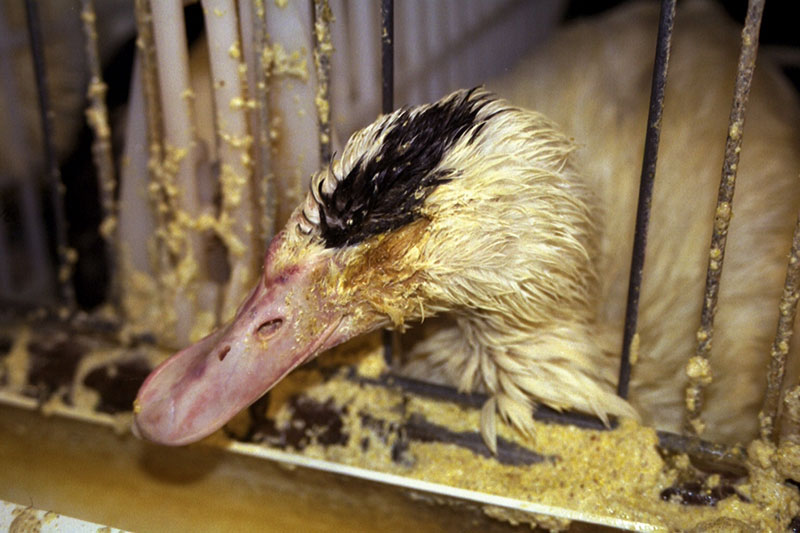 Undercover Video of the Duck Industry