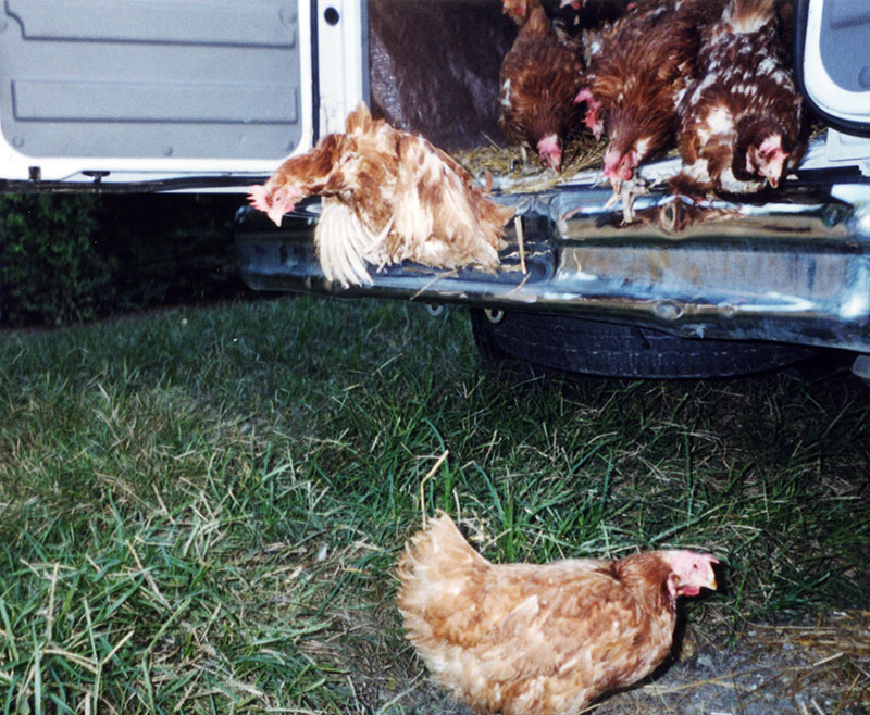 UPC Hens Rescued from Buckeye, Adopted by United Poultry Concerns in September