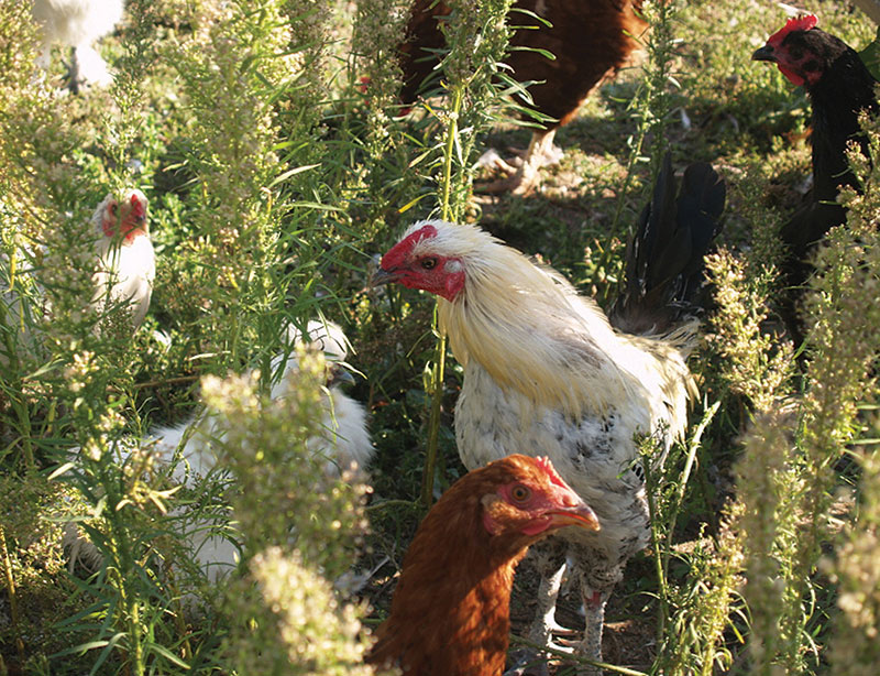 Winter Chickens