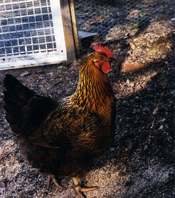 Bertha