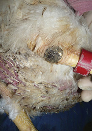 Andre had an infected leg joint.