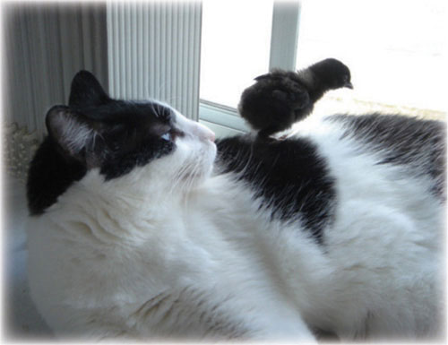 Cooper with Cat