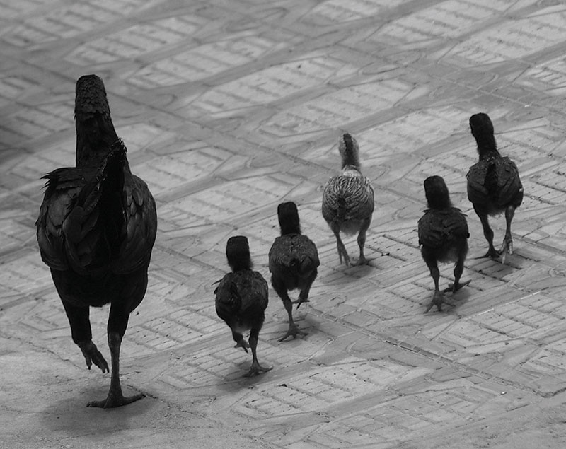 Chicken Family Out for a Stroll, Hyderabad India