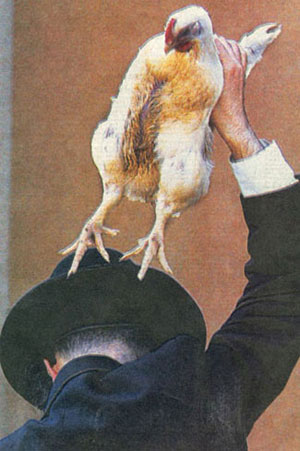 Chickens in Water