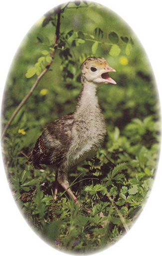 Turkey Calls Mother (oval)
