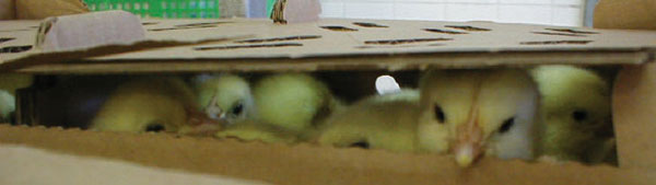 Chicks in Box