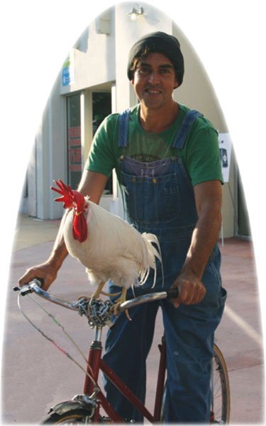 Mr. Clucky on Bicycle (oval)