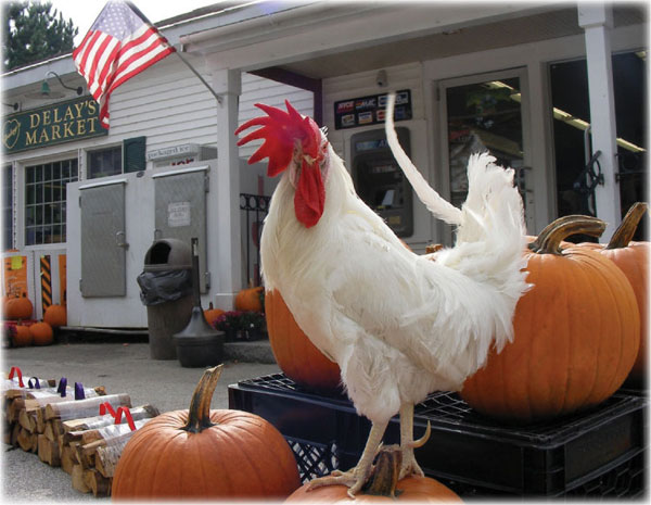 Mr. Clucky at Delays Market