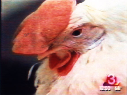 Horizon Hen