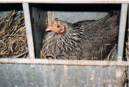 Brooding Hen