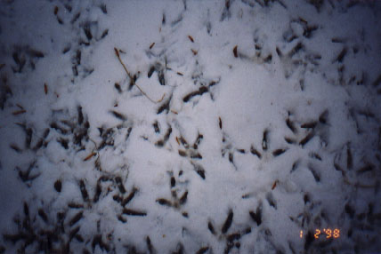 Chickens in Snow