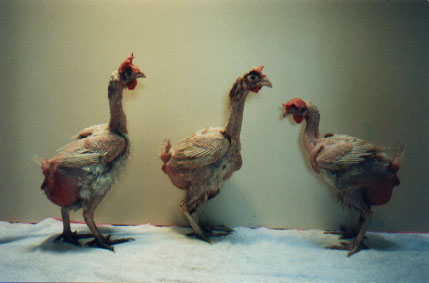 Forced Molt Hen