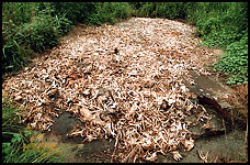 Open Pit For Dead Chickens