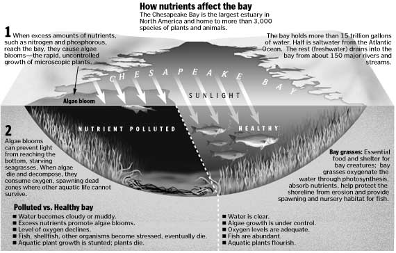 Nutrients Graphic