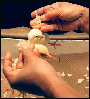 Chicken